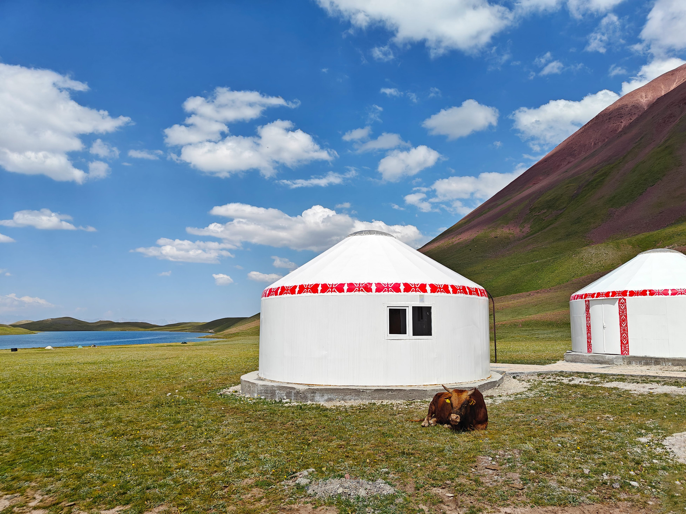 A cow resting beside some Mongolian gers