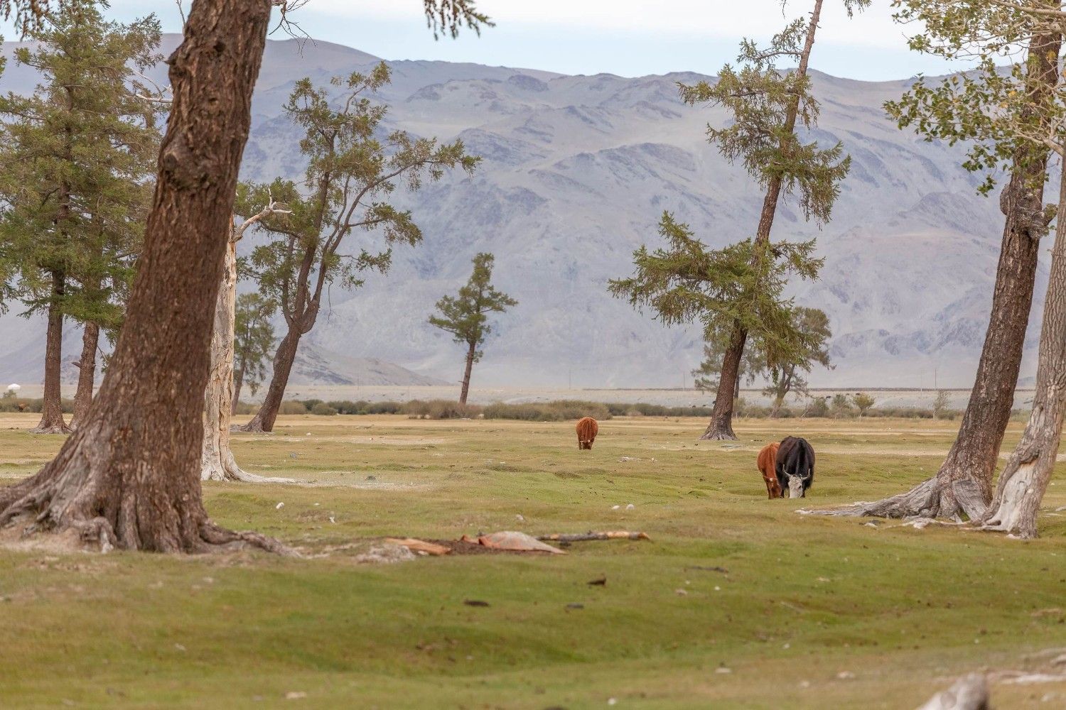 Altai Tavan Bogd National Park