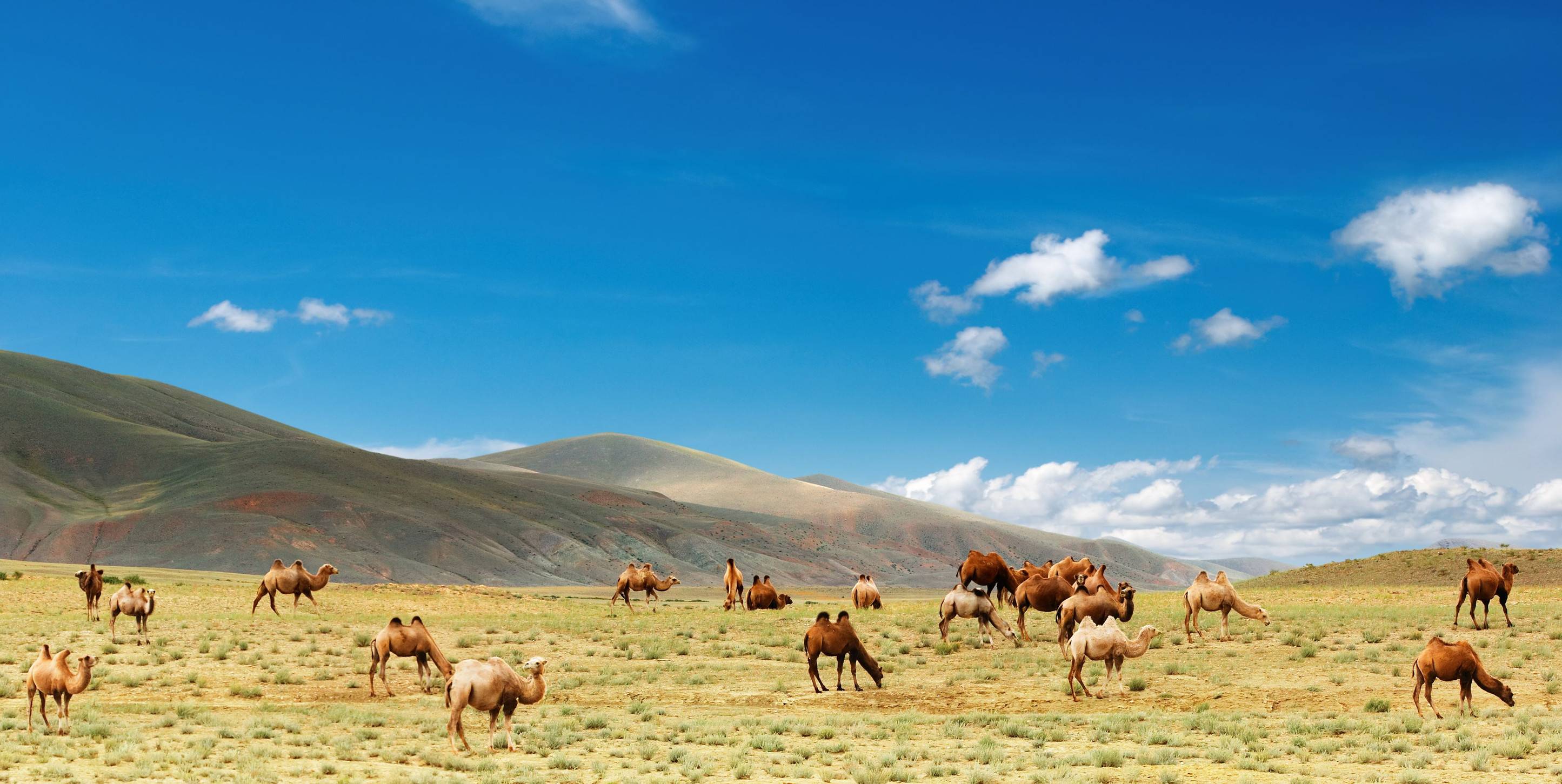 Camels Grazing In The Gobi Desert Mongolia