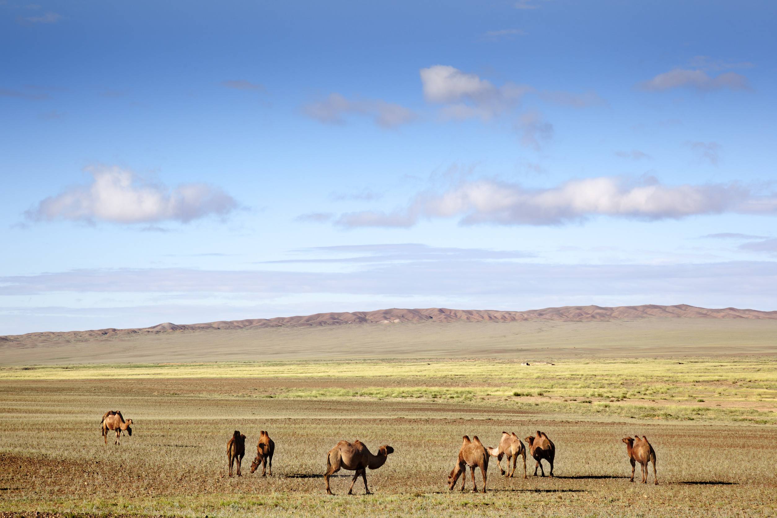 Camels Grazing In The Gobi Desert