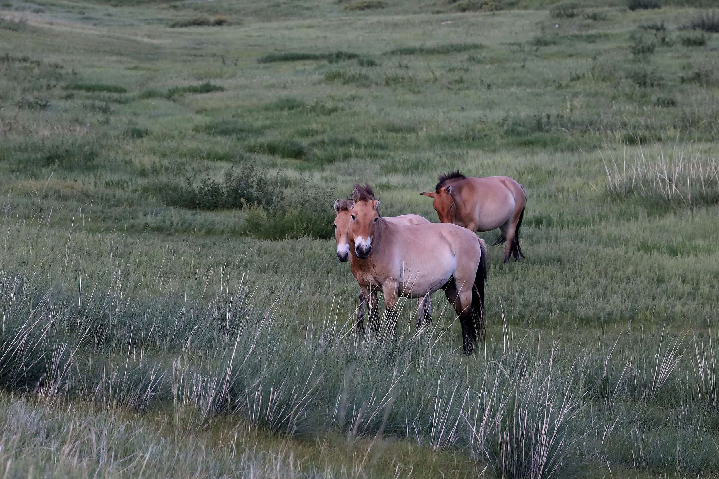  Khustain Nuruu National Park