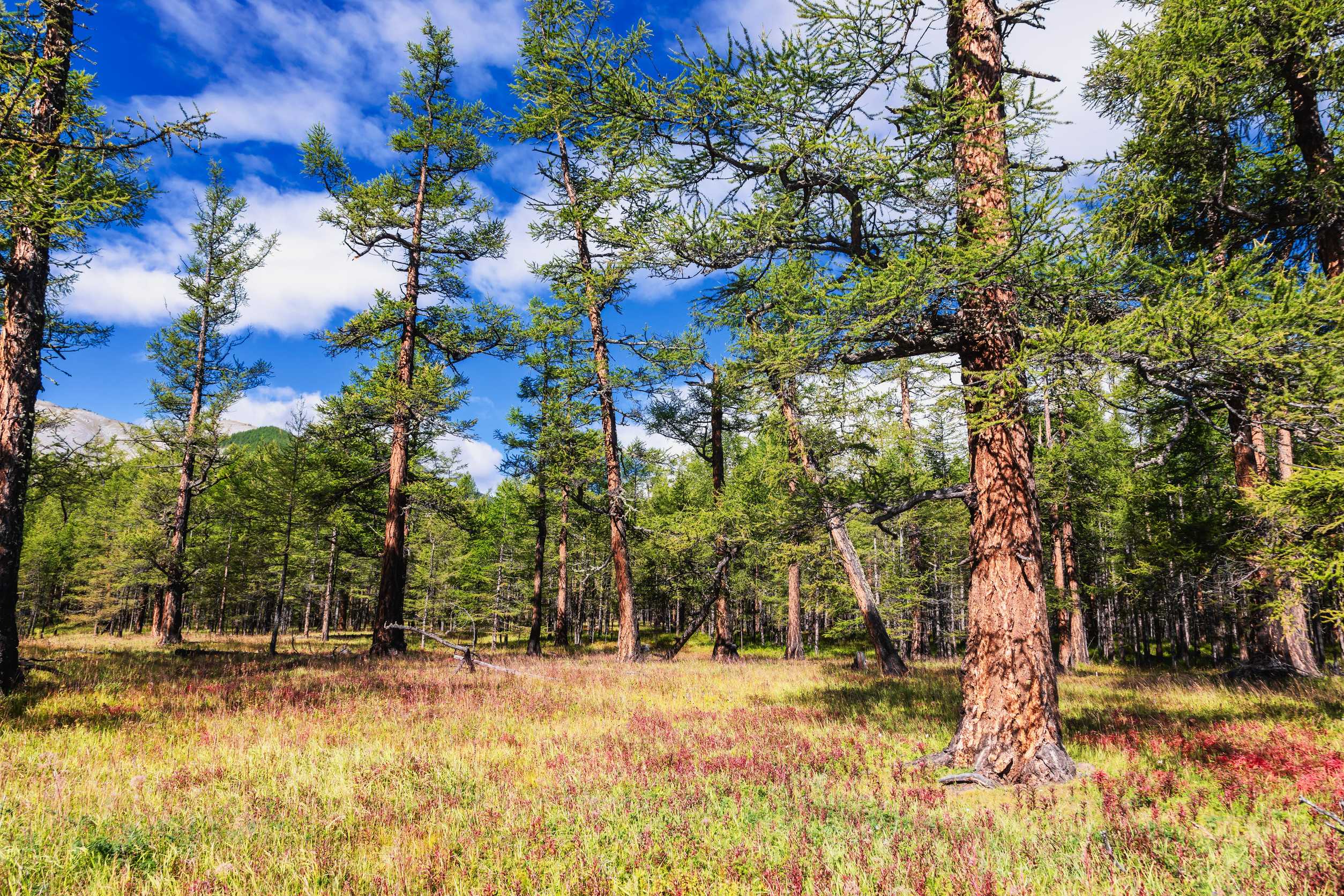Khuvsgul Lake National Park