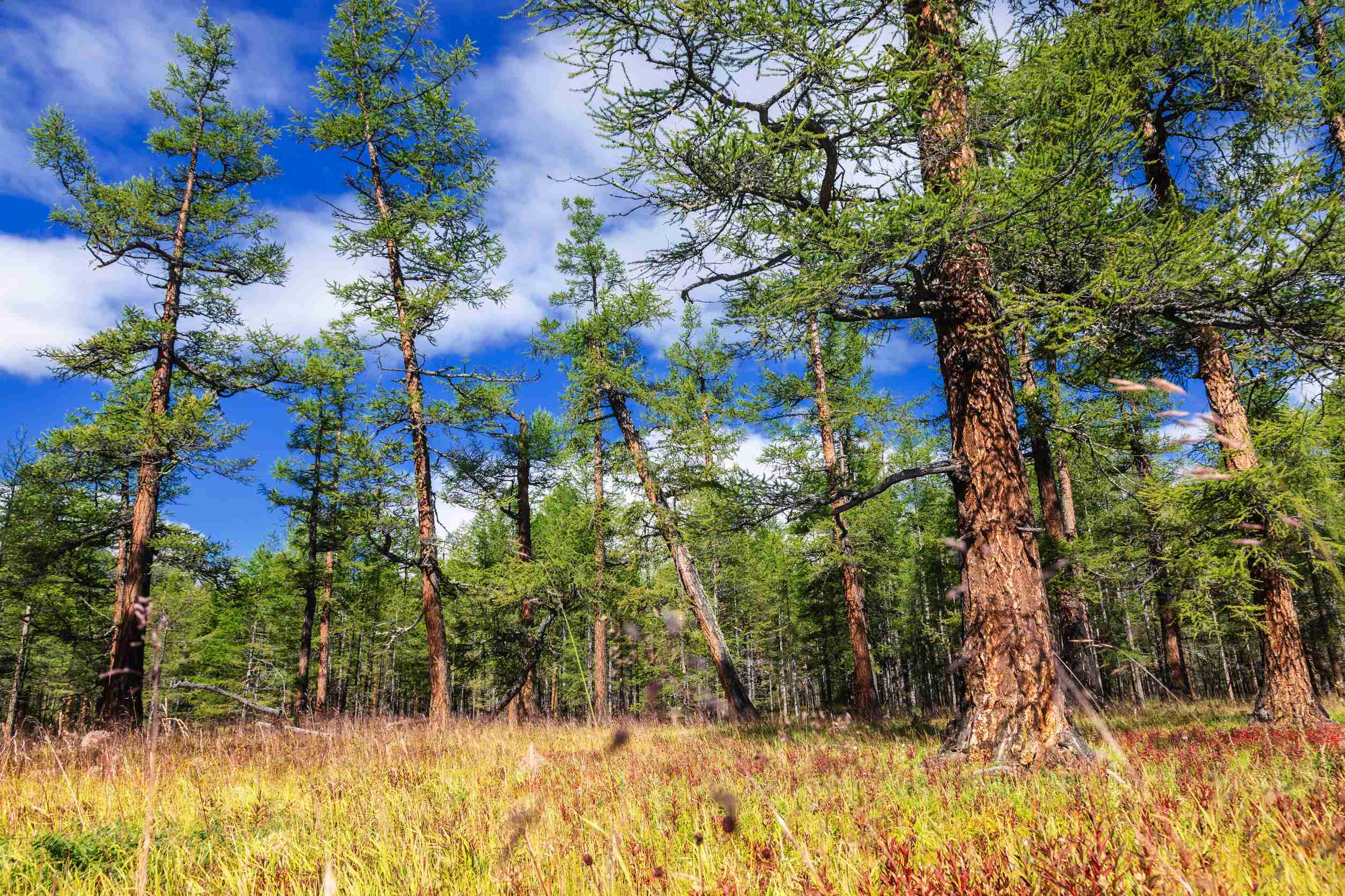 Larch Forest In Khuvsgul National Park