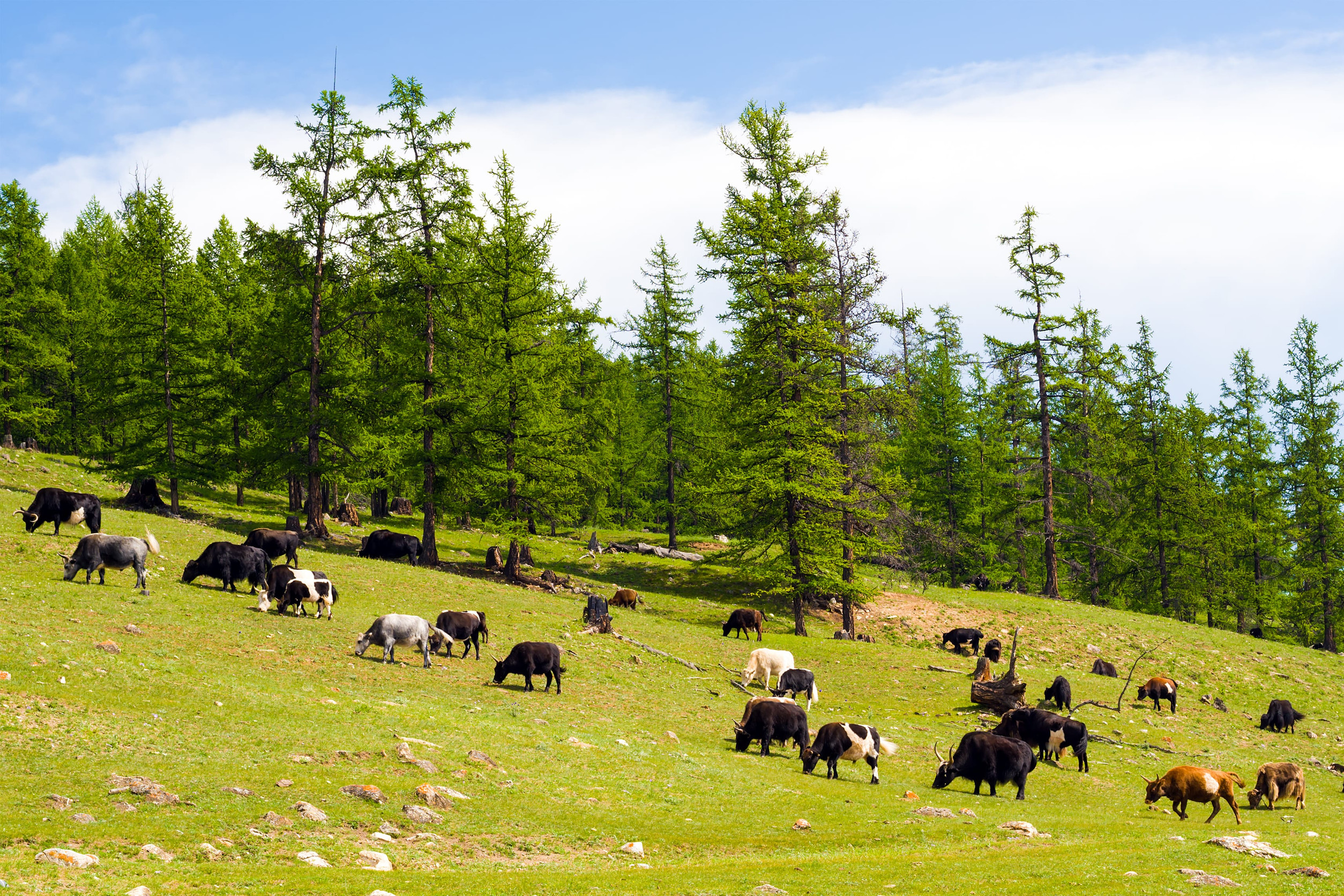 Large herd of Mongolian Yaks