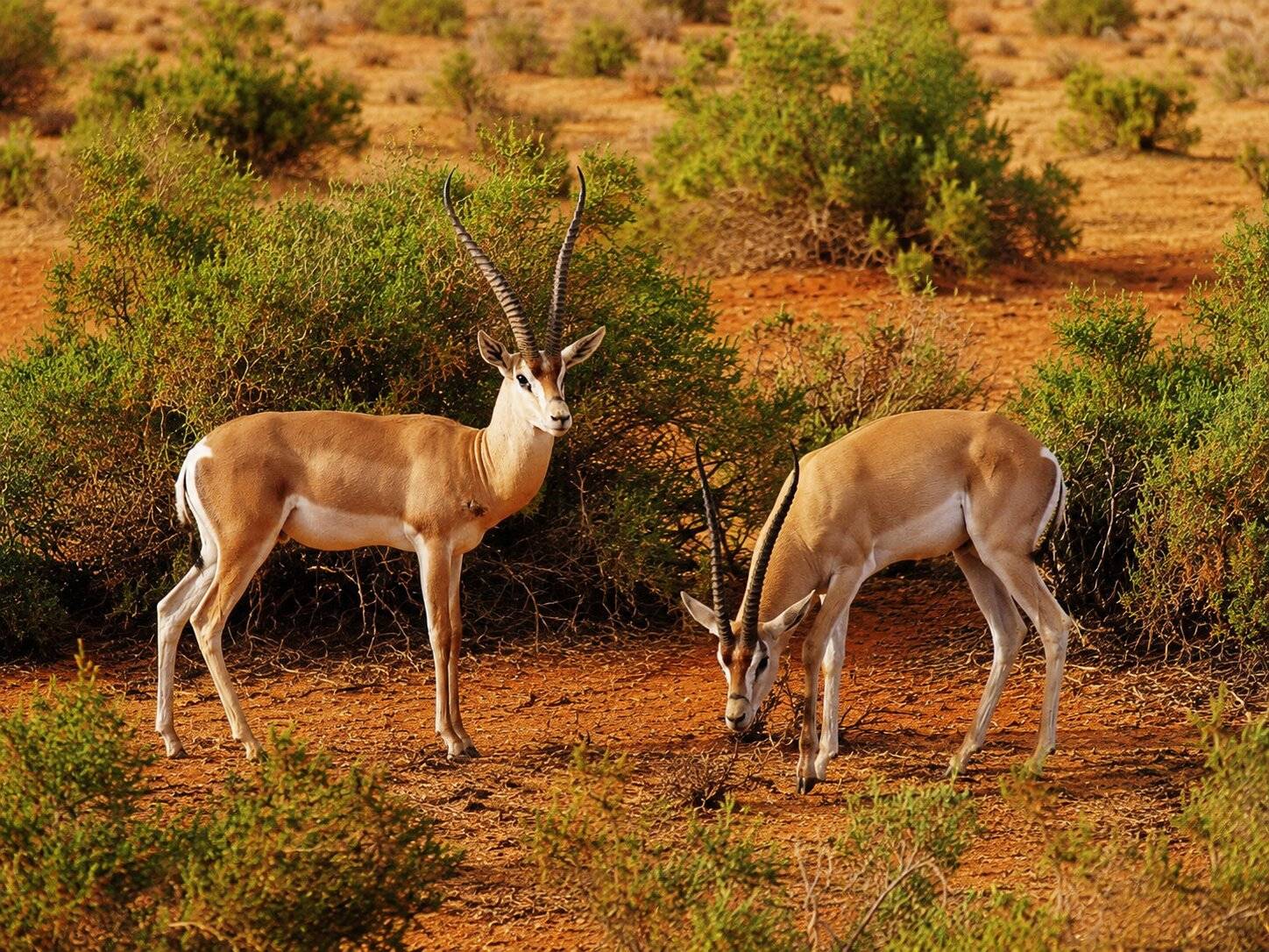 Mongolian Wildlife In Gobi Desert