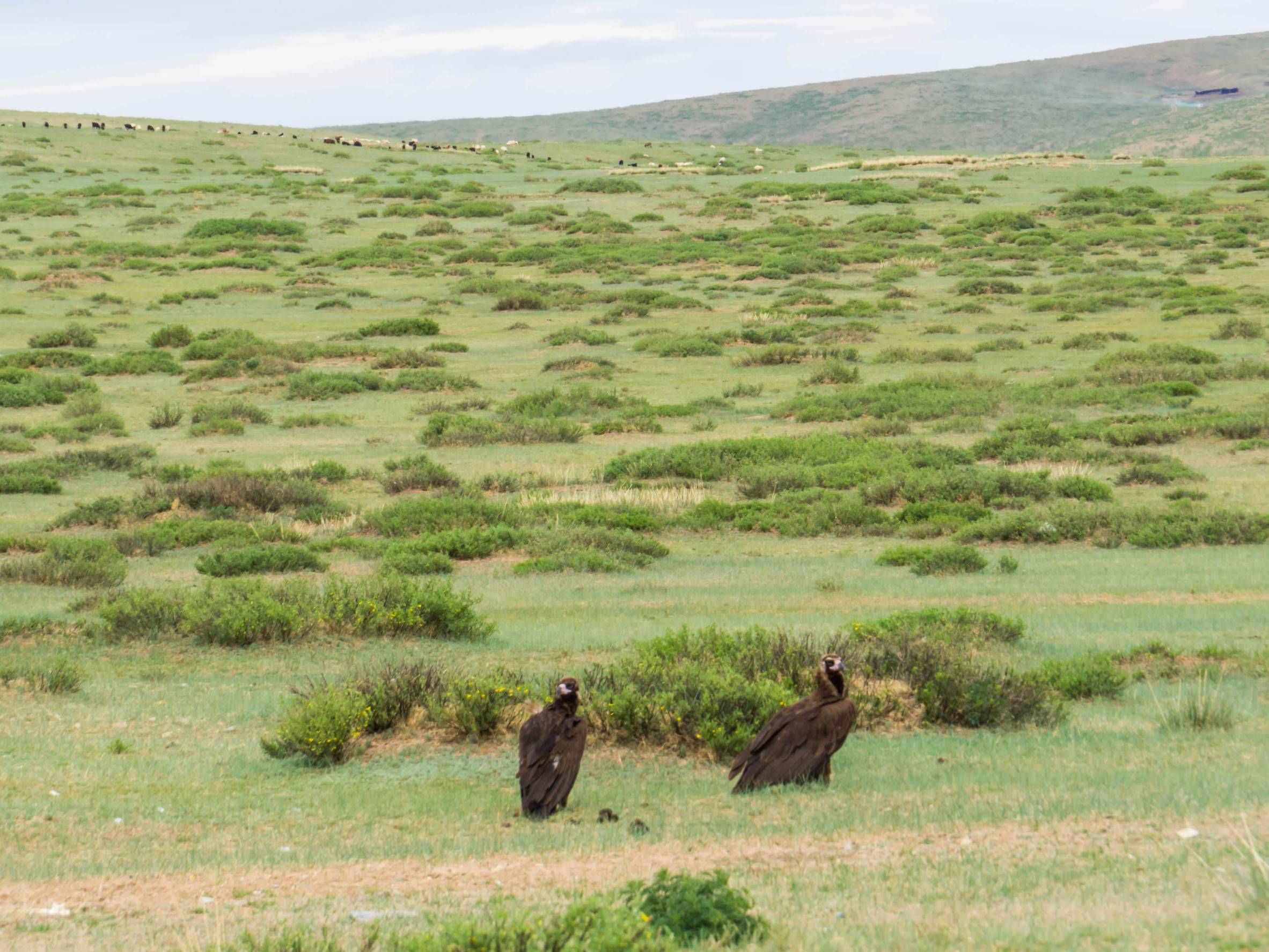 Orkhon Valley